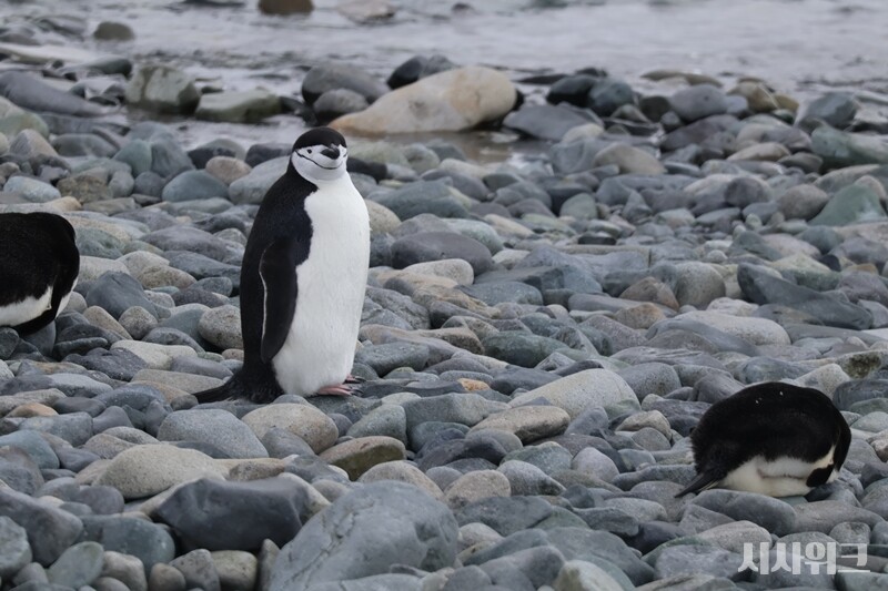 세종기지 주변은 턱끈펭귄의 놀이터다. 매일 아침 3~5마리의 턱끈펭귄이 기지주변 바닷가를 거닐곤 한다./ 사진=남극특별취재팀