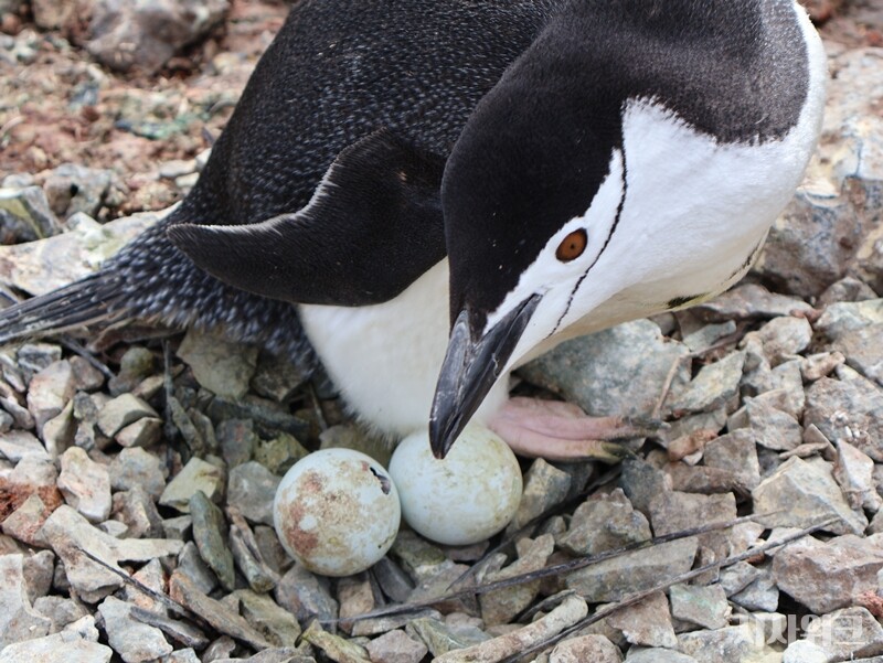 사나운 성질을 가진 턱끈펭귄은 사실 누구보다 따뜻한 모성애를 가진 동물이다./ 사진=남극특별취재팀