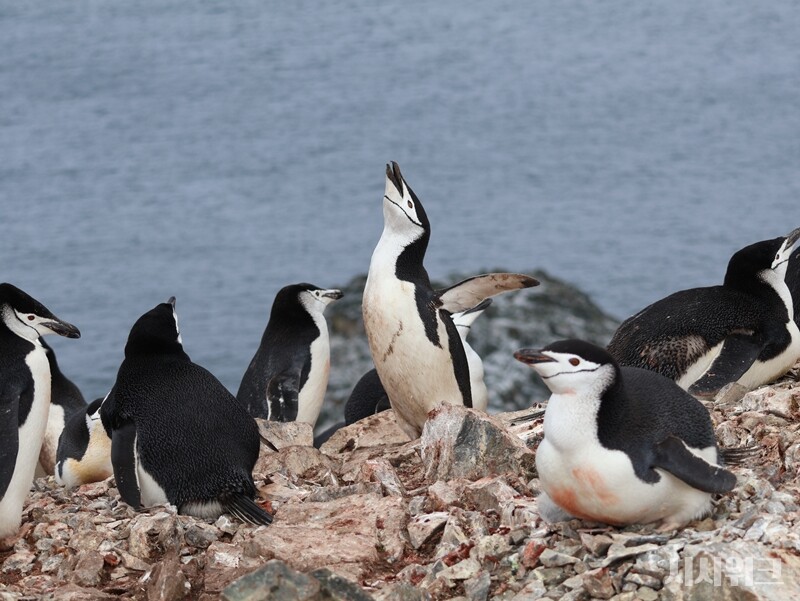 ‘남극특별보호구역(ASPA) No. 171 나레브스키 포인트’에 서식하는 턱끈펭귄은 약 2,500쌍이다. 남극의 여름인 10월부터 따뜻한 펭귄마을을 찾아와 새끼를 낳는다./ 사진=남극특별취재팀
