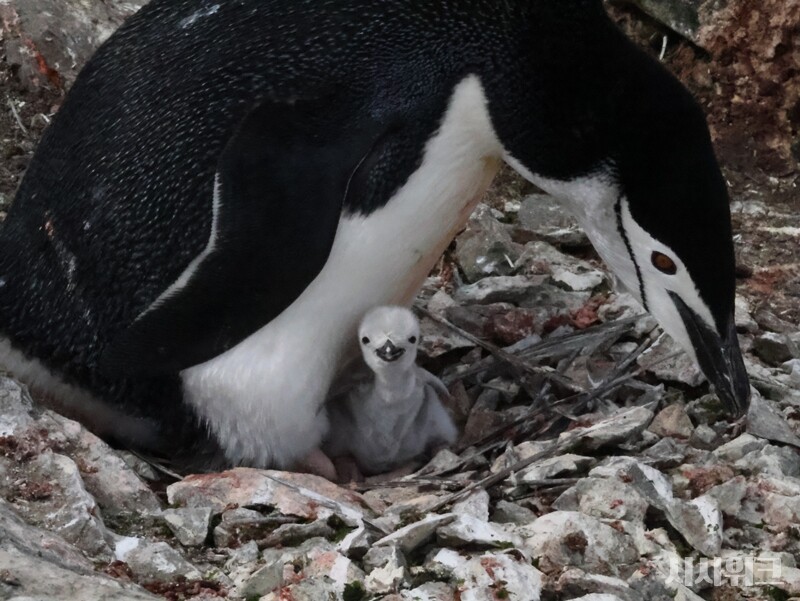 둥지가 완성되면 턱끈펭귄은 보통 2개의 알을 낳는다. 알은 계란 크기 정도이며 무늬는 메추리알처럼 얼룩점이 박혀있다. 부화 기간은 약 33~35일 정도다. 부화시기는 보통 12월 말부터 1월 초까지다. 지난해에는 12월 20일부터 부화를 시작해 예년보다 조금 빨라졌다./ 사진=남극특별취재팀