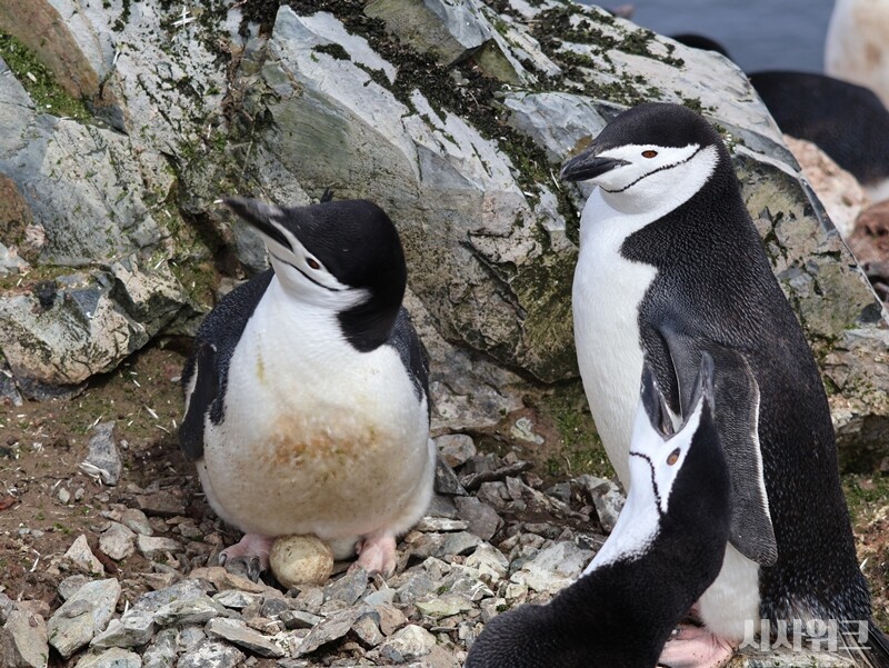 척박한 환경에서 새끼를 지키기 위해 턱끈펭귄 부모는 쪽잠을 자기도 한다. 극지연구소 이원영 박사팀과 프랑스 프랑스 리옹 신경과학 연구센터 연구팀에 따르면 턱끈펭귄은 4초씩 하루 1만번을 잔다. 둥지의 새끼를 지키기 위해 4초씩 잠을 쪼개서 자면서 포식자를 경계하는 것이다./ 사진=남극특별취재팀