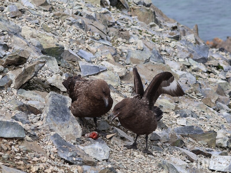 턱끈펭귄은 용감하게 둥지를 지키지만 노련한 사냥꾼인 남극도둑갈매기(스쿠아, Skua)의 공격을 막는 것은 쉬운 일이 아니다. 사진은 턱끈펭귄의 새끼 사냥에 성공한 스쿠아 부부의 모습./ 사진=남극특별취재팀