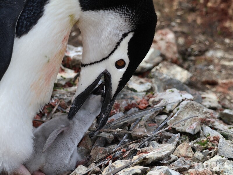 새끼에게 먹이를 먹이는 턱끈펭귄의 모습. 어미 펭귄은 자신이 먹은 크릴새우, 물고기 등을 토해내 새끼에게 먹인다./ 사진=남극특별취재팀