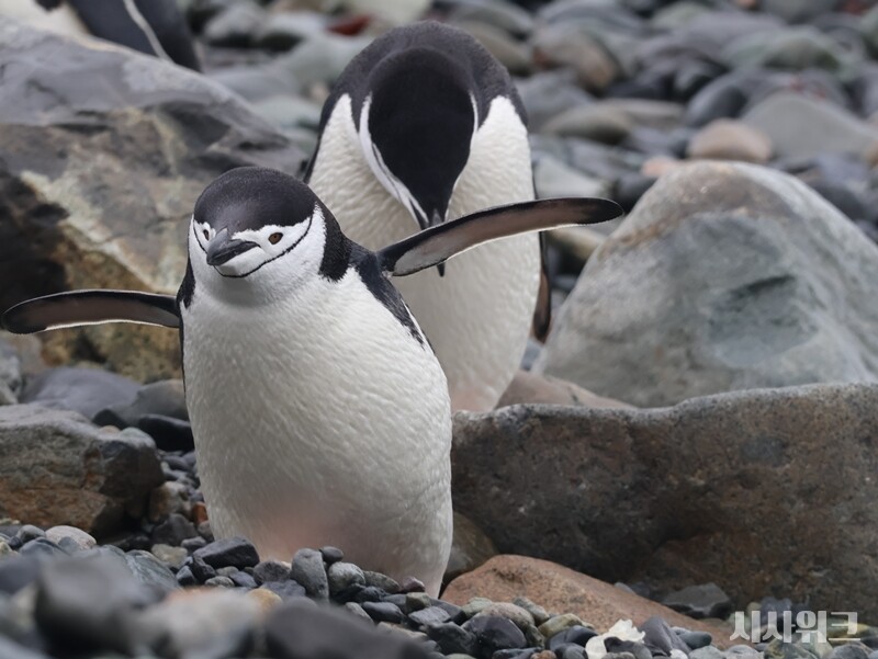 남극의 의 터줏대감인 ‘턱끈펭귄’들은 기후변화에 더욱 민감히 반응하는 종이다./ 사진=남극특별취재팀