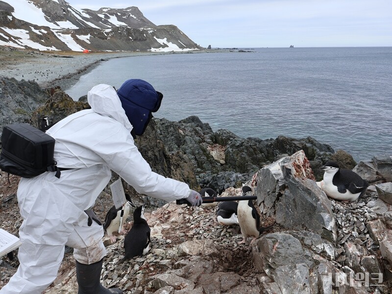턱끈펭귄의 개체를 신호기로 추적하고 있는 하계대 연구원의 모습./ 사진=남극특별취재팀