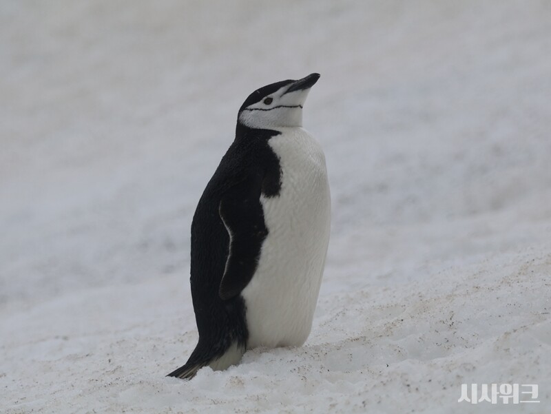 남극의 여름이 빨라지면서 턱끈펭귄들의 부화시기도 크게 빨라졌다. 이 같은 생태계 주기는 50~100년 단위로 일어나야 한다. 하지만 이는 최근 10년 새 발생한 일이다./ 사진=남극특별취재팀