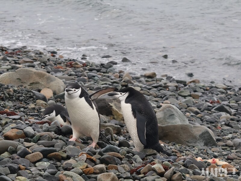 기후변화는 실제 턱끈펭귄 개체수 감소로 이어지고 있다. 폴란드과학아카데미(PAS) 남극생물학과 연구팀에 따르면 지난 30여년간 킹조지섬과 남극 사우스 셰틀랜드 제도에 있는 턱끈펭귄은 번식 개체군의 84%와 41%가 감소했다. 기후변화로 주요 먹이군인 크릴새우가 줄어들었고, 이로 인해 청소년기 턱끈펭귄 사망률이 증가했다는 것이다./ 사진=남극특별취재팀