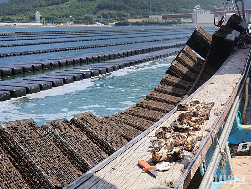 경남 거세시는 지난해 고수온 현상에 따른 피해를 경험하면서 기후변화에 대응책 마련의 일환으로 개체굴 양식 시범 사업을 시작했다. / 사진=시사위크 취재팀