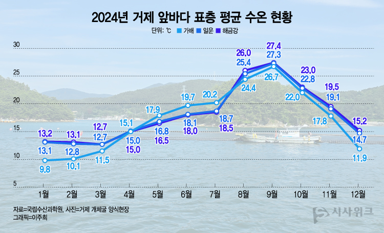 지난해 7월부터 9월 사이 거제 앞바다의 표층 수온은 8℃ 이상 급격한 상승을 보이며 고수온 현상을 일으켰다. / 그래픽=이주희 기자