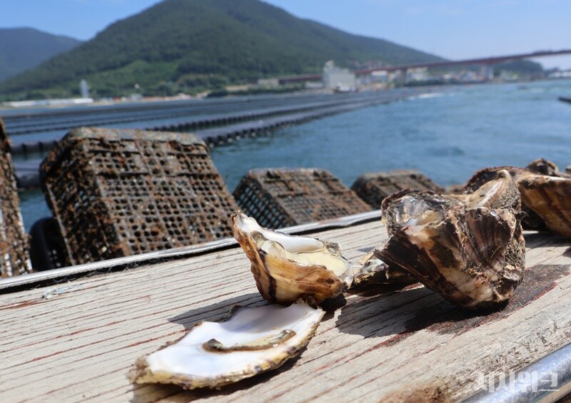 ‘개체굴’은 굴을 낱개로 키워서 수확하는 방식이다. 이렇게 개별적으로 키운 굴은 모양이 예쁘고 크기가 균일하며, 맛과 식감이 좋은 장점이 있다. / 사진=시사위크 취재팀