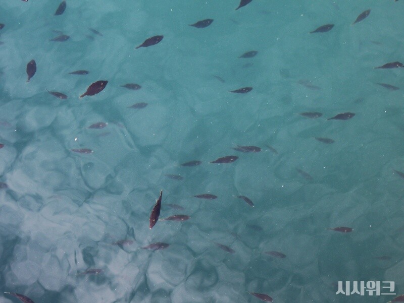 사진은 해상 가두리 양식장에서 쥐치가 양식되고 있는 모습. / 사진=시사위크 취재팀