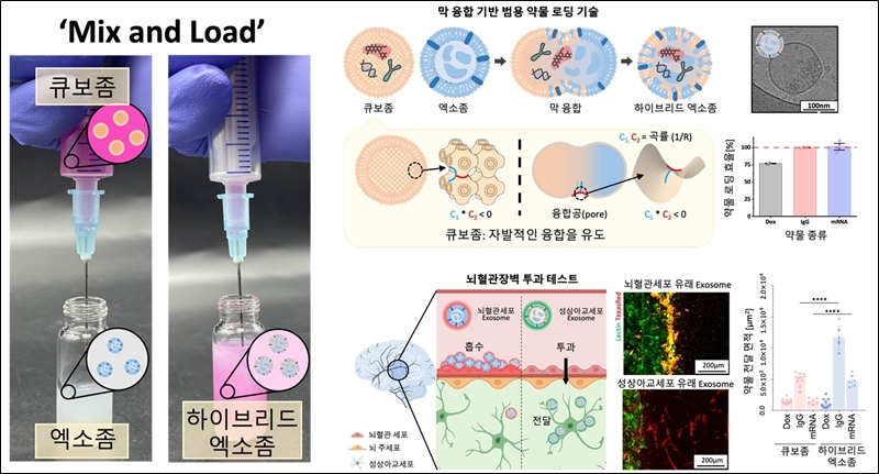 KIST 연구진이 개발한 막 융합 기반 범용 약물 로딩 기술 원리 및 뇌혈관장벽 투과테스트 결과./ KIST