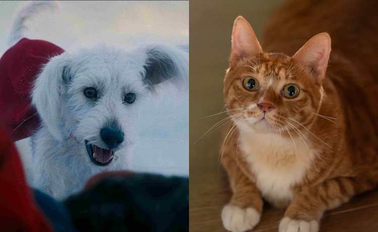 ‘크립토’(왼쪽)와 ‘애용이’가 치명적 매력으로 관객을 매료한다. / 워너브러더스 코리아, NEW