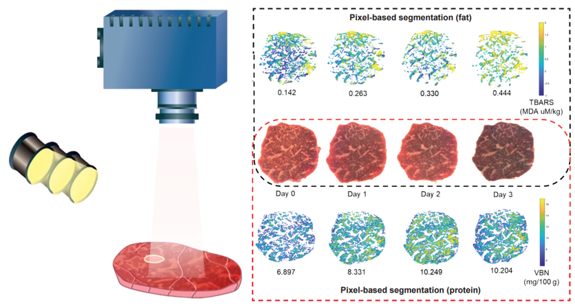 초분광 영상 촬영 및 품질 시각화 기술 원리 모식도./ 한국식품연구원