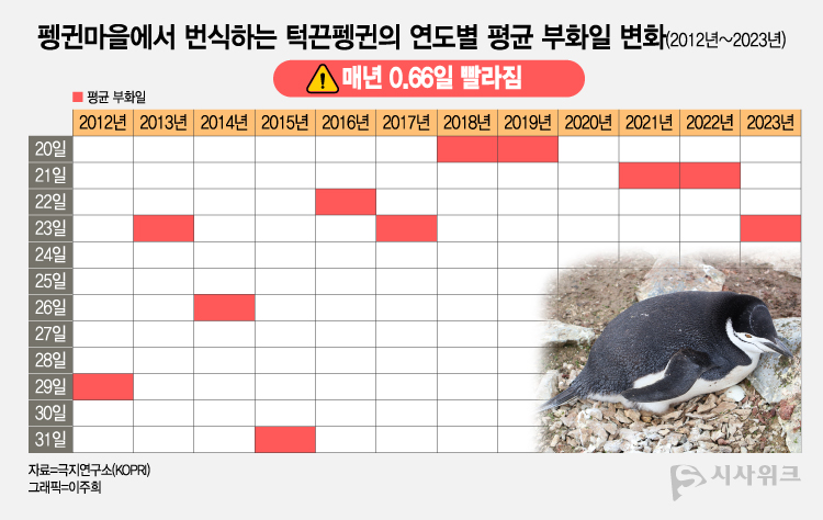 기후변화로 남극의 여름이 일찍 찾아오면서 턱끈펭귄의 평균부화일이 매년 0.66일씩 빨라지고 있다는 게 전문가들의 설명이다. / 그래픽=이주희 기자, 사진=남극특별취재팀