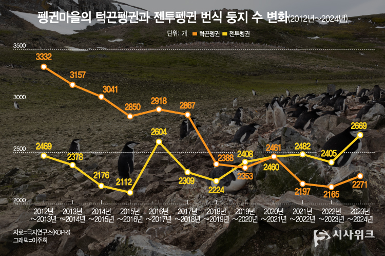 남극세종과학기지 인근 펭귄마을은 기후변화로 인해 서식 펭귄들의 부화시기에 영향을 미쳐 개체수의 변화가 해마다 변화가 나타났다. / 그래픽=이주희 기자, 사진=남극특별취재팀