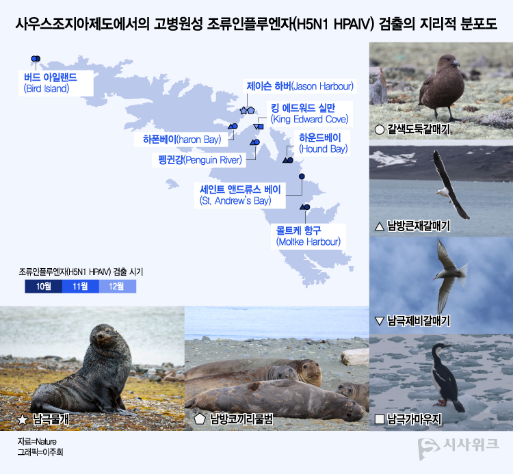 남극세종과학기지도 지난해 12월 펭귄마을 인근 지역에서 처음으로 조류인플루엔자에 감염되 것으로 의심되는 스쿠아 사체가 발견됐다. / 그래픽=이주희 기자, 사진=남극특별취재팀