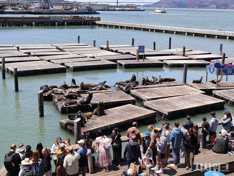 샌프란시스코의 대표적 관광지 ‘피어39(Pier 39)’는 수많은 바다사자를 볼 수 있는 관광명소로 유명하다. 실제로 이곳에는 특정 시기에는 1,000마리가 넘는 바다사자가 몰려들기도 한다./ 사진|캘리포니아=박설민 기자