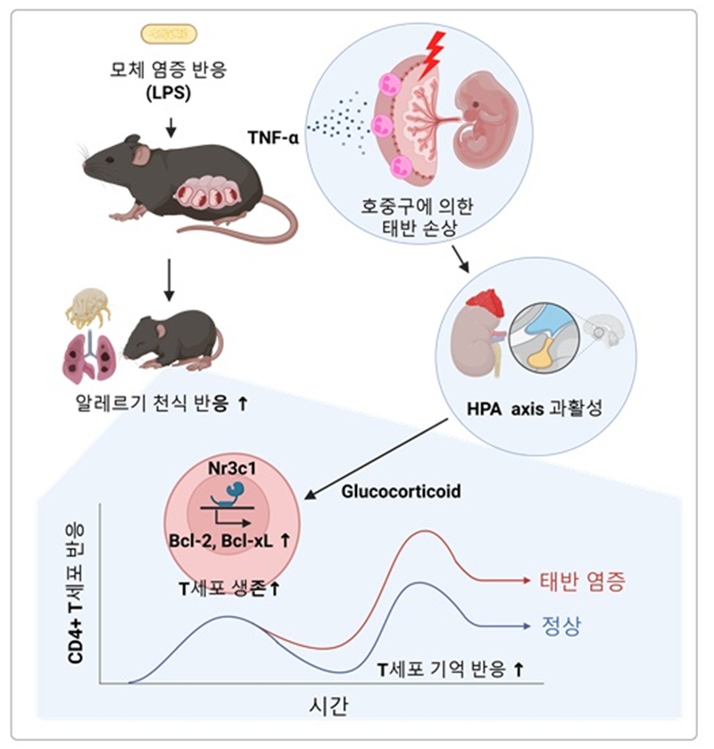 모체 염증 반응이 소아의 알레르기 면역 반응을 증가시키는 기전 모식도./ KAIST
