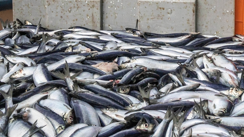 ‘지속가능한 어업(Sustainable fishing)’이란 현재 어업활동을 유지하되, 해양 생태계 유지를 위한 새로운 어업 방식을 의미한다. 어획량 조절, 어종 보호, 어획 구역 및 시기 제한 등 여러 환경·과학적 요소를 고려해 수산 자원이 고갈되지 않도록 관리하는 모든 방법이 여기에 포함된다./ MSC