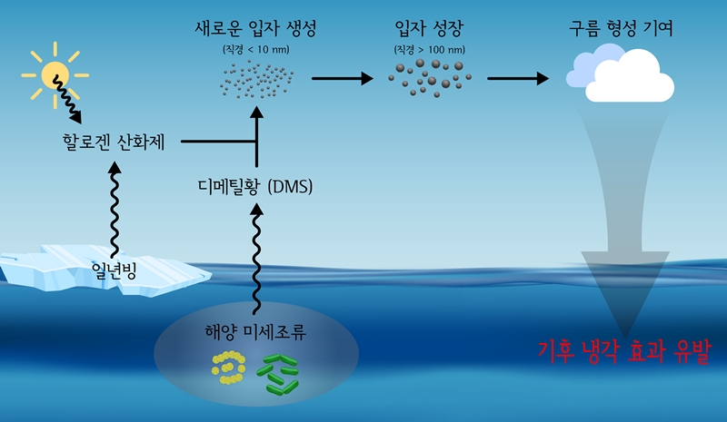 사진은 북극 미세조류-DMS-미세입자 형성 모식도./ 극지연구소