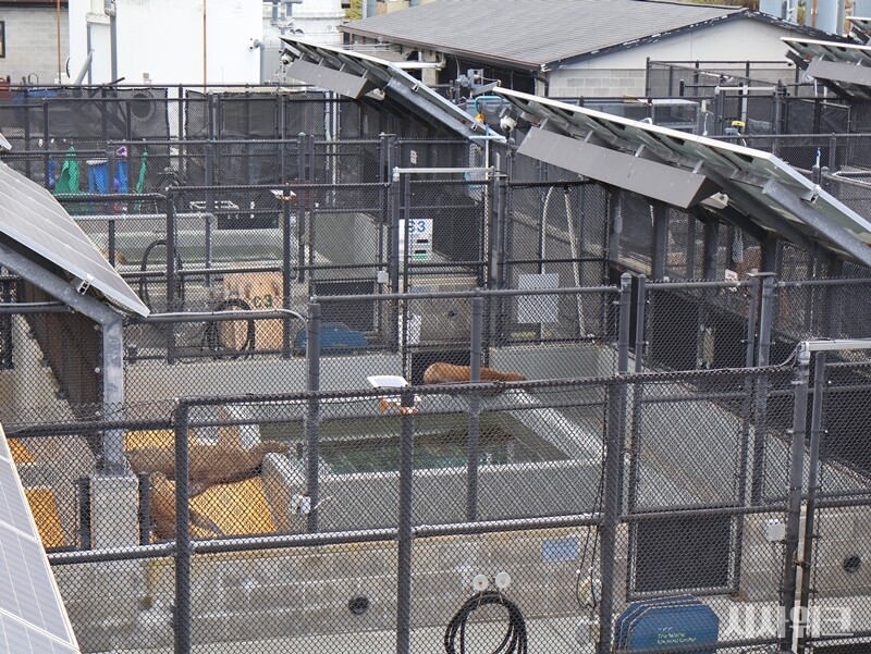 미국 캘리포니아 소살리토(Sausalito)에 위치한 ‘해양포유동물센터(The Marine Mammal Center, TMMC)’ 내부의 모습. 도모산 중독으로 입원한 바다사자들이 휴식을 취하고 있다./ 사진=시사위크 취재팀