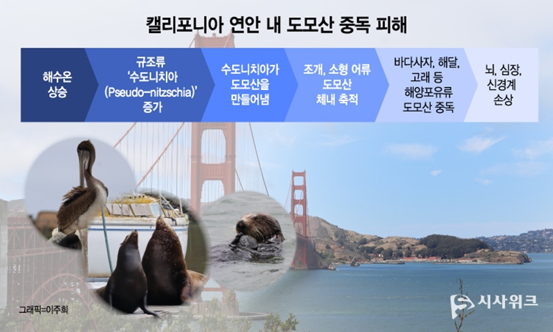 미국 캘리포니아 지역 연안 내 도모산 중독 피해 원리./ 그래픽=이주희 디자이너