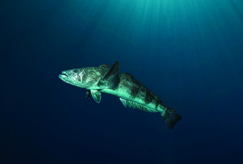 극지연구소(KOPRI)는 국립수산과학원과 남극해에 서식하는 어류 147종의 한국어 표준명과 명명 원칙을 제정했다고 22일 밝혔다. 사진은 기존 ‘비막치어’, ‘메로’, ‘이빨물고기’. 이번 명명 원칙을 통해  ‘파타고니아 이빨고기’로 일원화했다./ 극지연구소