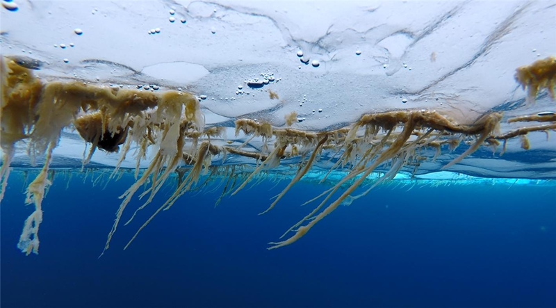극지연구소(KOPRI)는 기후변화에 따른 북극 해빙의 조기 붕괴가 생물펌프 작동에 영향을 미친다는 사실을 밝혀냈다고 23일 밝혔다. 사진은 북극해 해빙에 붙어있는 해빙미세조류./ 극지연구소