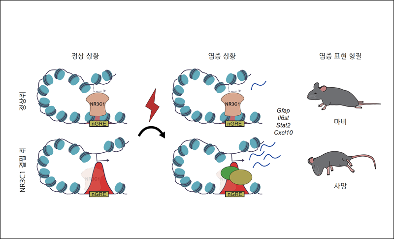  NR3C1 유전자(글루코코르티코이드 수용체)가 별아교세포의 면역 반응을 어떻게 억제하는지를 보여주는 실험 모식도./ KAIST