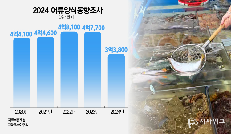 급격히 상승한 수온이 양식장에 적잖은 피해를 안기고 있다. ‘2024 어류양식동향조사’에 따르면 지난해 양식 마릿수는 전년 대비 29.1% 감소했다. 배경은 동해 동명항에서 자연산 광어를 뜰채로 들어보이고 있는 상인의 모습. / 시사위크