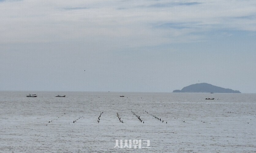 기후변화의 징후는 김 양식장에서도 나타난다. 재배 기간이 짧아지면서 고품종 김을 재배하기가 쉽지 않은 탓이다. 사진은 서천에 위치한 김 양식장의 모습. / 시사위크