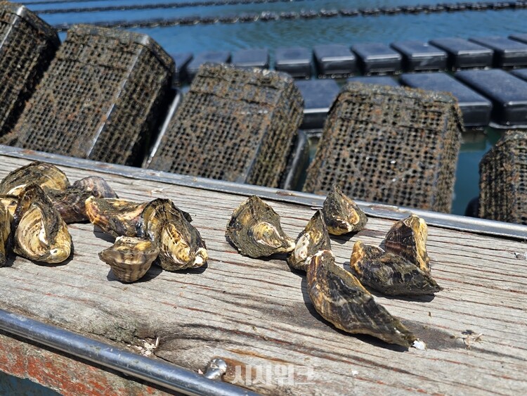   기후변화로 인한 문제는 먼바다의 일이 아니다. 당장 우리의 밥상부터가 위협을 받고 있다. 사진은 거제에서 양식중인 개체굴의 모습. / 시사위크