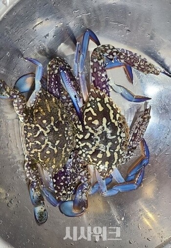 수온이 높아진 제주도에서는 새로운 어종이 잡히기도 한다. 사진은 제주 바다에서 잡힌 푸른 꽃게. / 독자 제공