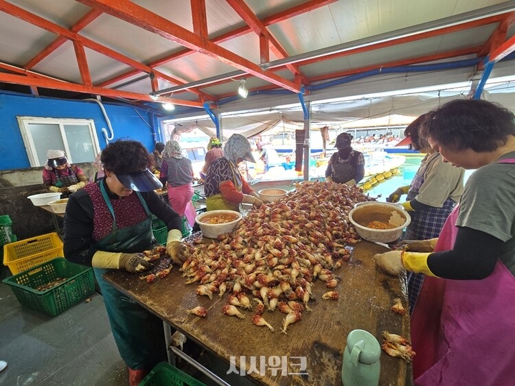 기후변화 앞에서 당연한 먹거리는 없다. 사진은 경남 통영 바다에서 양식한 멍게를 손질하는 어민들. / 시사위크
