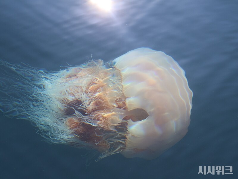 수많은 열대성 어류, 외래종은 이미 우리 해양생태계에 상당한 악영향을 미치고 있다. 그중에선 인간에게 직접적 인명 피해를 유발할 수 있는 유해종들도 다수 존재한다. 그중 대표적 유해종은 ‘노무라입깃해파리(Nemopilema nomurai Kishinouye)’다. KIOST 연구팀과 동행 취재 중 발견한 노무라입깃해파리./ 시사위크  