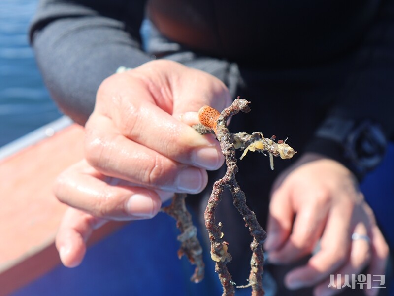 산호가지에 달라붙어 기생하는 담홍말미잘의 모습./ 시사위크 