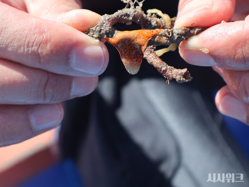 물밖으로 나온 담홍말미잘의 모습./ 시사위크 
