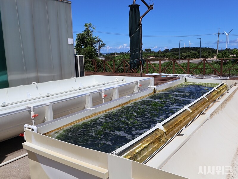 전문가들은 기후변화로 달라진 해양생태계의 생물들을 ‘자원화’할 수 있는 방안을 모색해야 한다고 강조한다. KIOST 역시 파래를 신규 해양자원으로 사용하려는 연구를 진행 중이다. / 시사위크 