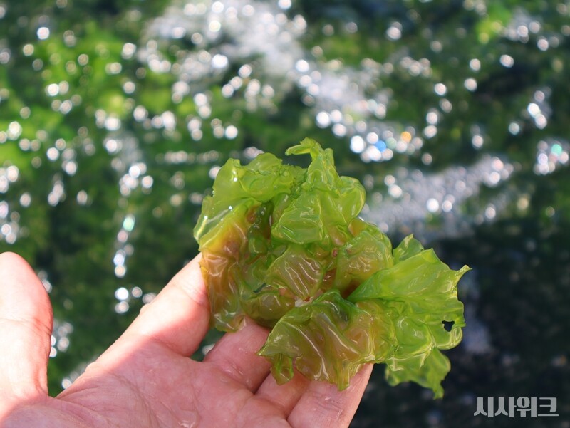 KIOST 제주연구소에서 기르고 있는 파래의 모습. / 시사위크 