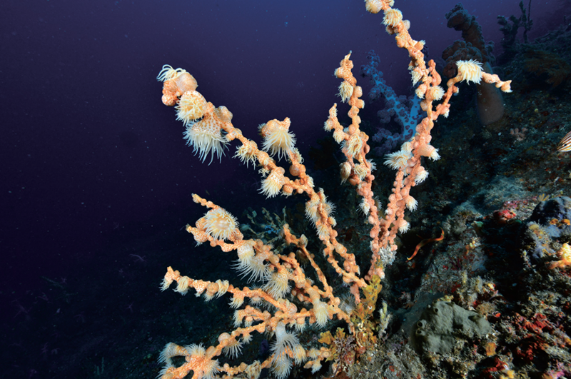 바닷속 산호에 기생하는 담홍말미잘의 모습. 산호가지에 달라붙은 담홍말미잘은 산호의 영양분 공급을 가로챈다. 때문에 산호는 결국 굶어죽게 된다. 기생하던 산호가 죽으면 담홍말미잘은 다른 산호로 이동한다./ 국립해양생물자원관