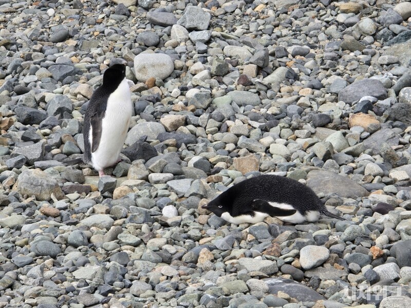 아델리펭귄은 개체수가 안정적인 동물이다. 하지만 기후변화로 인한 지구온난화가 지속될 경우 멸종될 위험이 충분히 존재한다./ 사진=남극특별취재팀