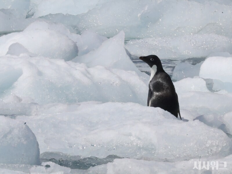 기후변화가 아델리펭귄의 생존에 위협이 되는 것은 ‘빙하’의 융해 때문이다. 남극 빙하는 아델리펭귄의 삶의 터전이다, 새끼를 낳을 번식지이자 먹이활동, 생활 공간, 이동 통로 등 아델리펭귄의 삶에 직·간접적으로 막대한 영향을 미친다./ 사진=남극특별취재팀