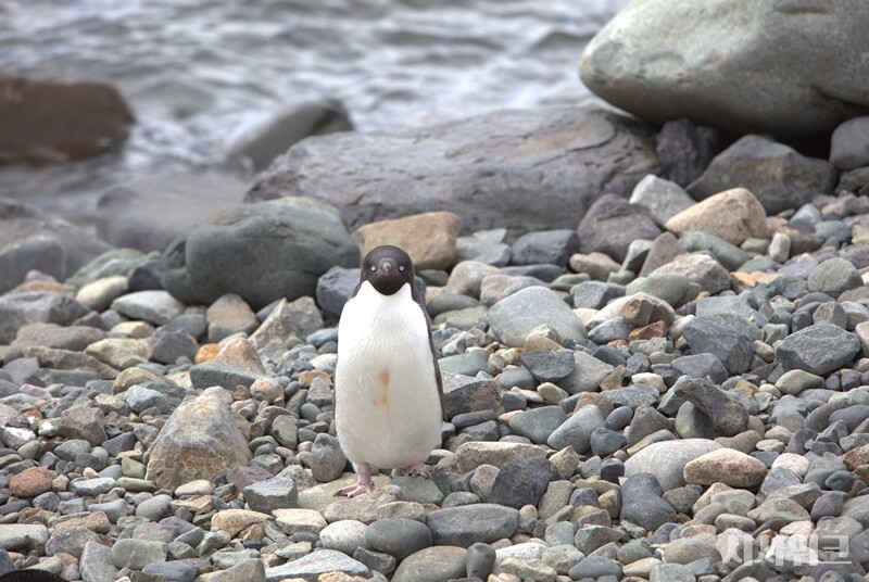 아델리펭귄의 주 먹이인 ‘크릴새우’의 번식도 기후변화에 악영향을 받는다. 크릴새우의 유생은 겨울 동안 해빙 아래 형성되는 규조류를 먹고 성장한다. 그런데 해수온 상승으로 해빙이 녹아버리면 크릴새우 새끼의 생존률이 크게 떨어져 전반적인 개체수 감소로 이어진다. 이는 아델리펭귄의 먹이활동에 심각한 문제가 될 수밖에 없다./ 사진=남극특별취재팀