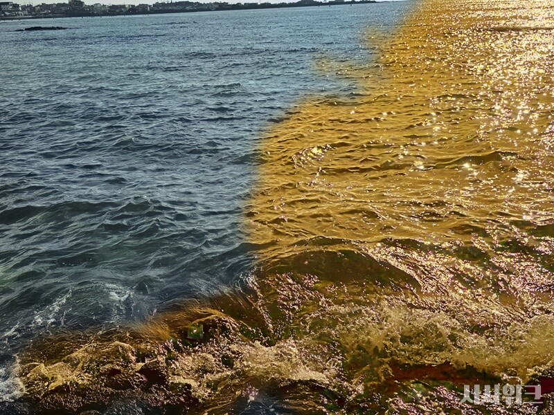 사진은 8월 제주 협재해변에서 취재 중 찍힌 모습으로, '박명광선' 현상으로 추정된다. '박명광선'은 적운이 태양빛을 가리면서 하늘이 두 부분으로 나눠져 보이는 현상을 말하며, 여름철 해 질 무렵 기온이 높고 구름이 발달할 때 나타난다. / 시사위크 취재팀