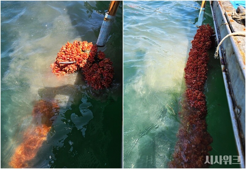 사진은 바다에서 양식하고 있는 멍게를 건져올리는 모습. 2년 정도 자란 멍게는 5m 길이 한 묶음에 보통 100kg 이상이다. 하지만 지난해는 고수온의 영향으로 6~7개월 정도 밖에 자라지 못한 멍게를 수확했고 무게도 50Kg으로 절반 정도에 해당했다. / 시사위크 취재팀 