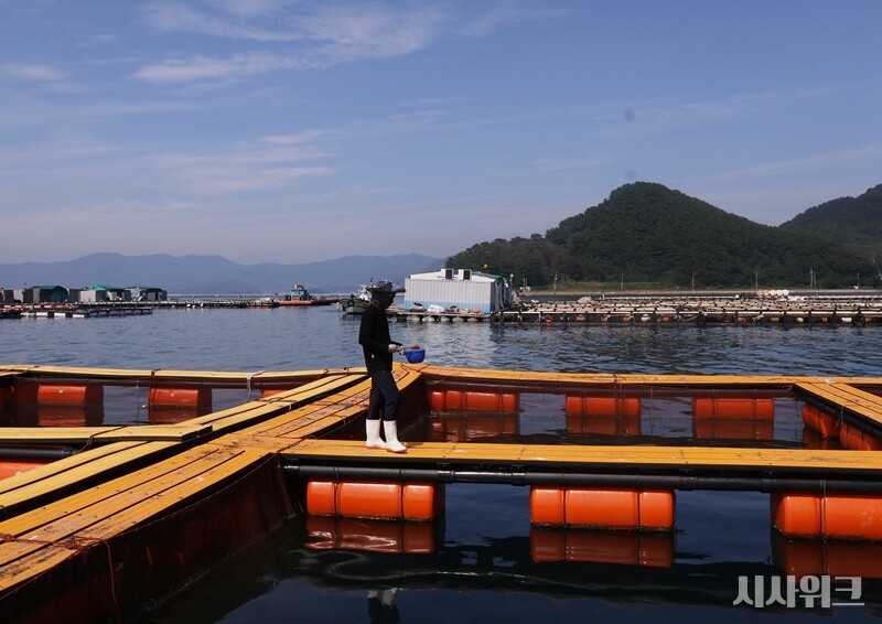 거제에서 쥐치는 해상 가두리 양식으로 시범사업을 진행하고 있으며, 기후변화 대응형 어종으로 주목받고 있다. / 시사위크 취재팀 
