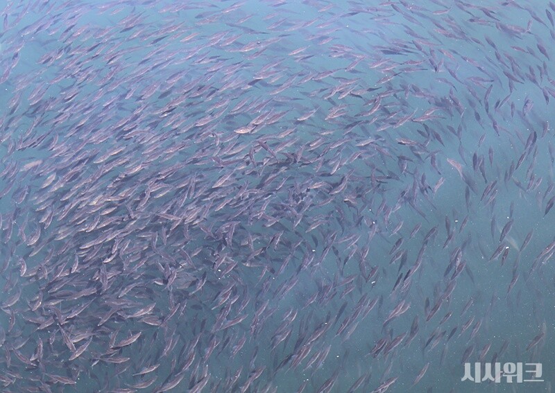 쥐치는 1970년대 흔히 접했던 어종으로 보통 쥐포라고 말하면 쉽게 알아들을 수 있다. 쥐포는 짭잘한 맛과 함께 감칠맛, 단맛이 조화롭게 어우러진 대표 국민 간식이다. 사진은 해상 가두리 양식장에서 쥐치가 양식되고 있는 모습이다. / 시사위크 취재팀