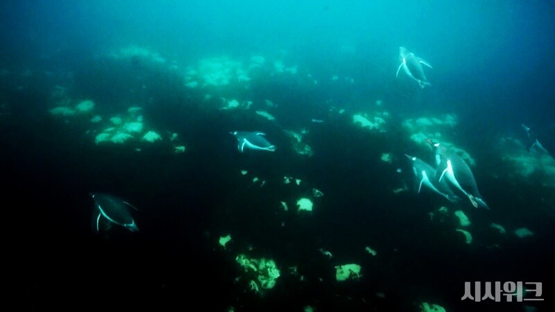 바다숲 조성 사업은 생태계 건강성을 회복하고 기후변화에 적응하는 중요한 역할을 한다. 사진은 시사위크 취재팀이 남극 바다에 수증촬영을 진행해 펭귄들이 수영하는 모습을 포착한 장면이다. / 사진=시사위크 취재팀