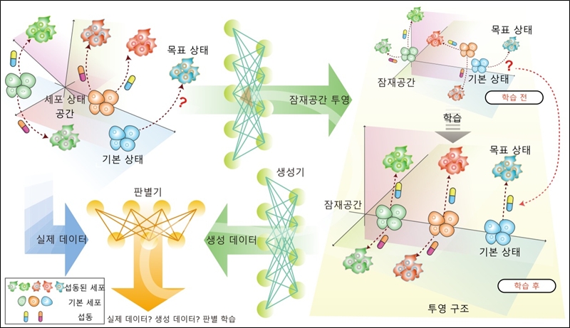 잠재공간 방향 벡터 기반 세포 전이 모델링./ KAIST